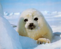 /album/fotogaleria-galeria/cachorro-de-foca-jpg1/